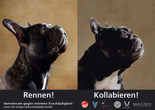 kampagne kurzkoepfige hunde